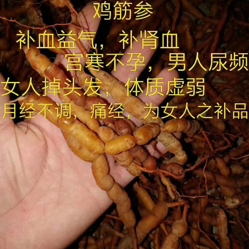 鸡筋参（黄鸡胖）