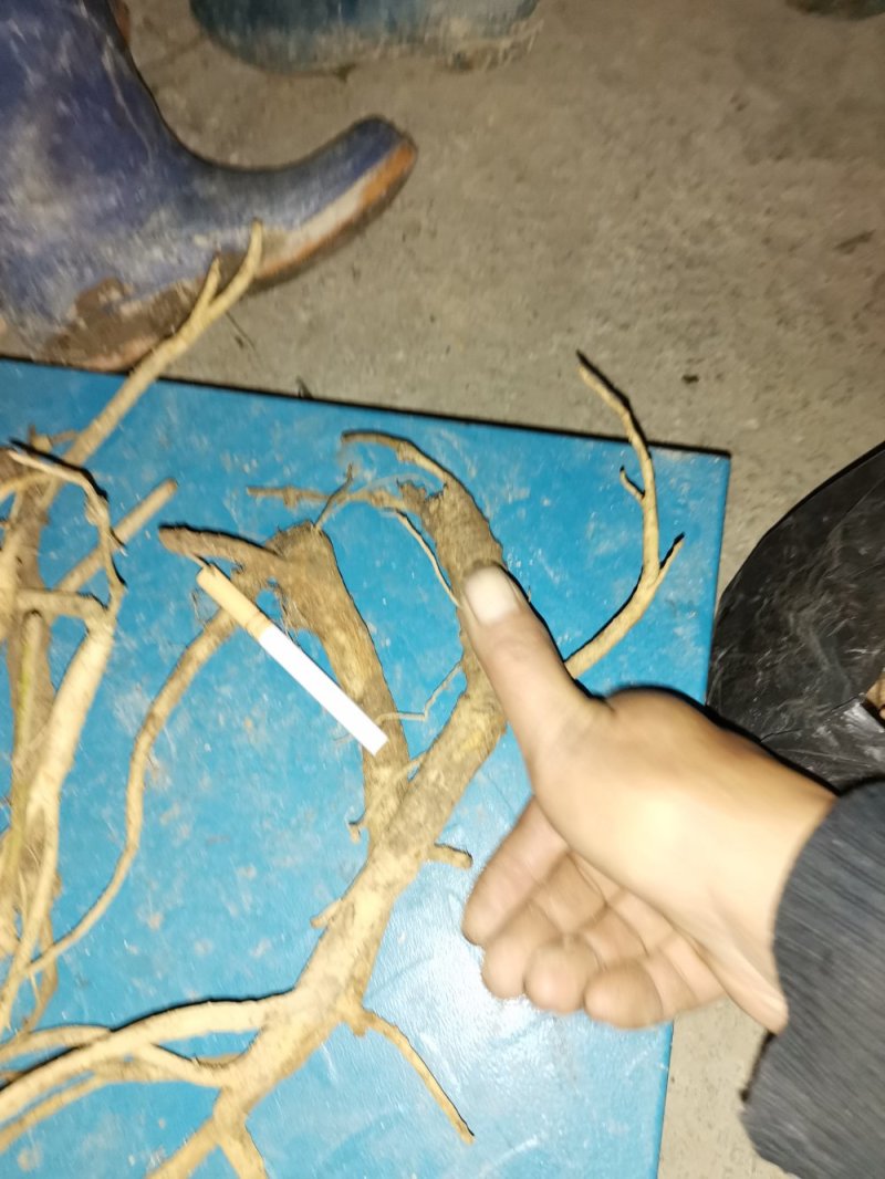 鸡筋参（黄鸡胖）