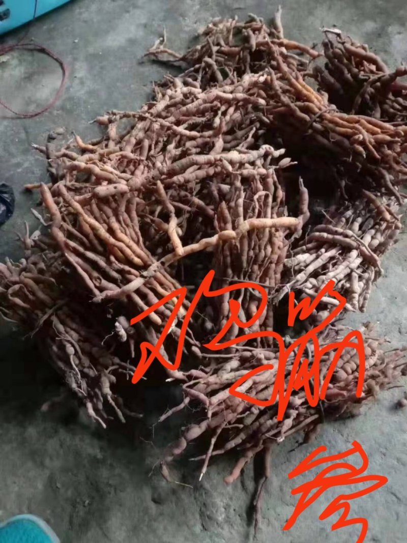 鸡筋参（黄鸡胖）