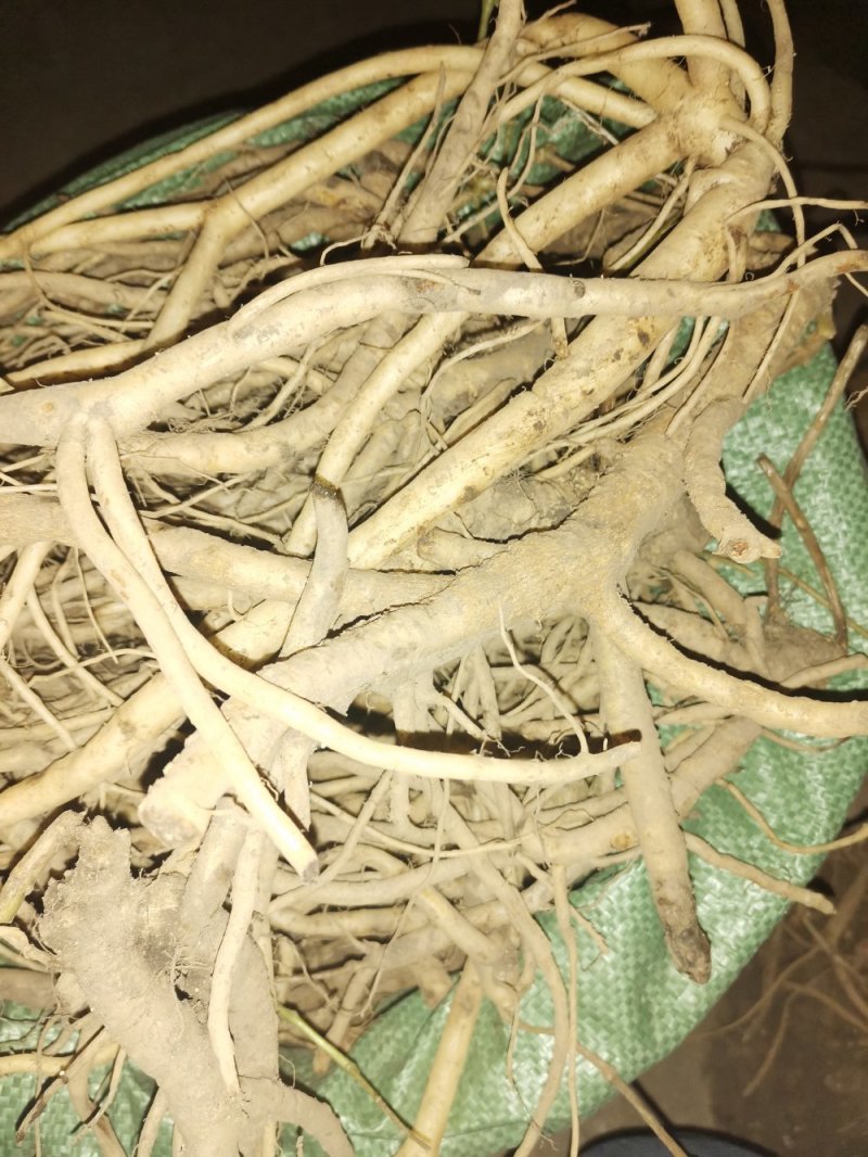 鸡筋参（黄鸡胖）