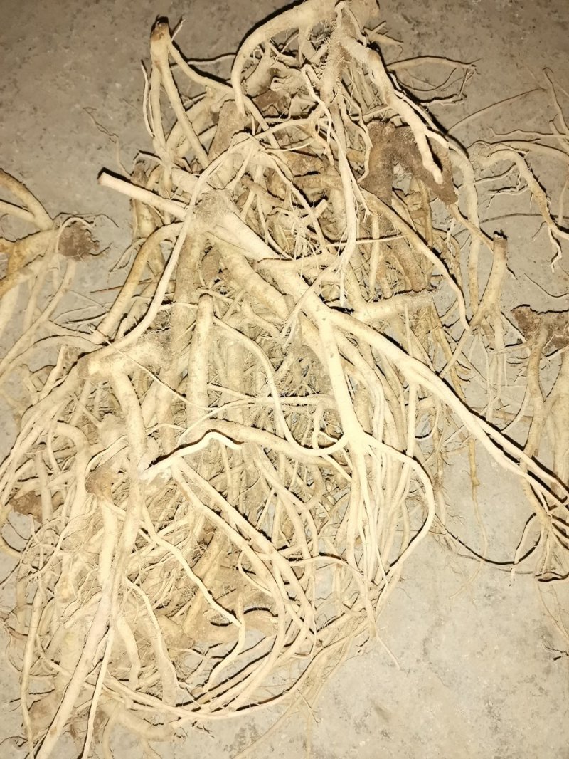 鸡筋参（黄鸡胖）