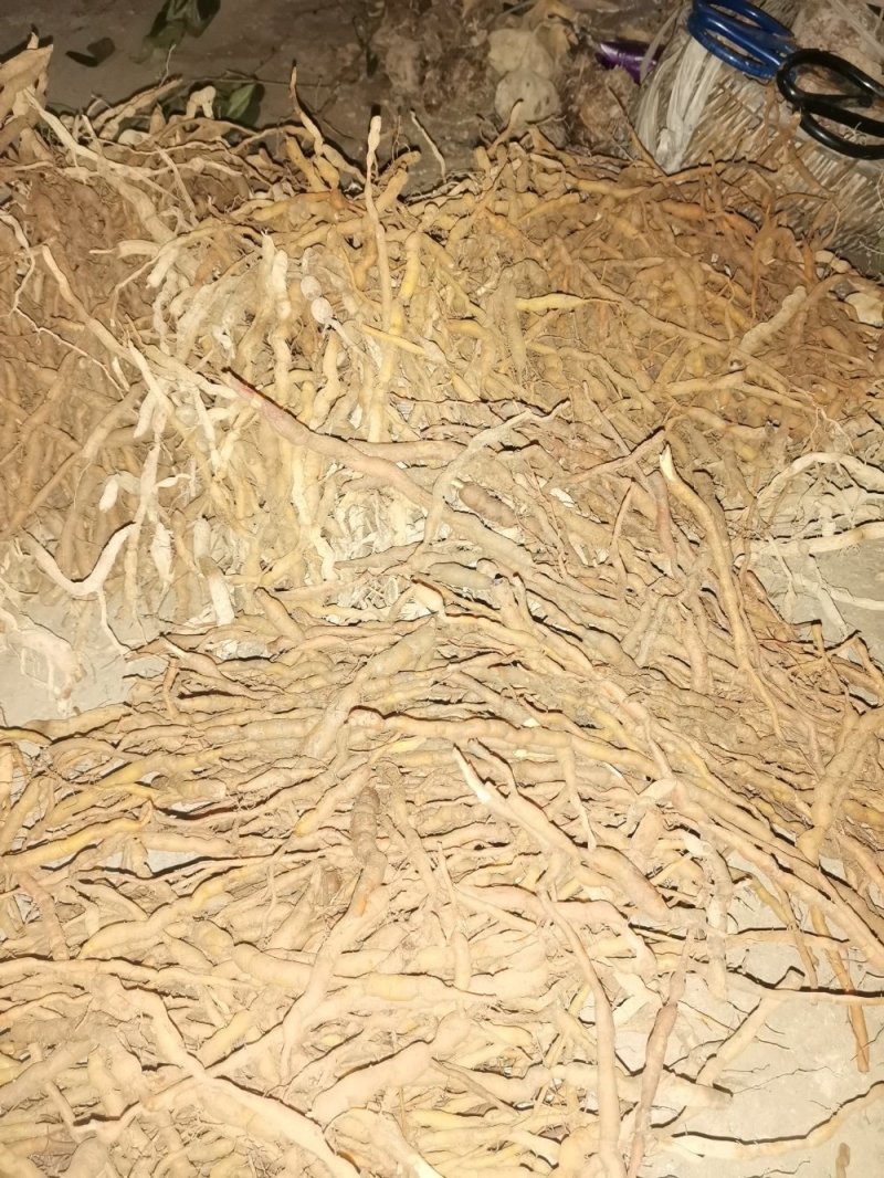 鸡筋参（黄鸡胖）