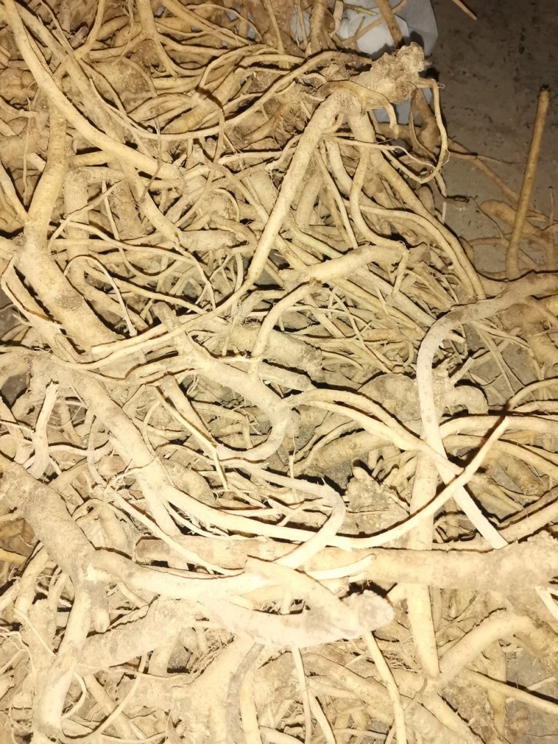 鸡筋参（黄鸡胖）