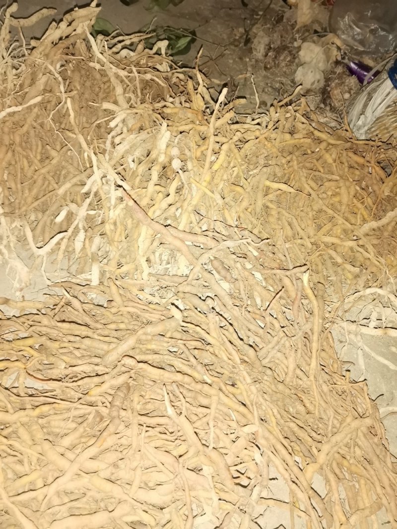 鸡筋参（黄鸡胖）