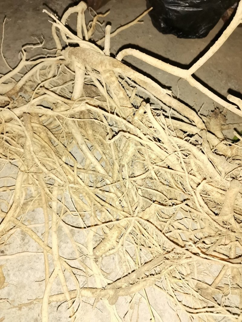 鸡筋参（黄鸡胖）