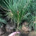 新采黑松种子马尾松湿地松白皮松华山松油松种子