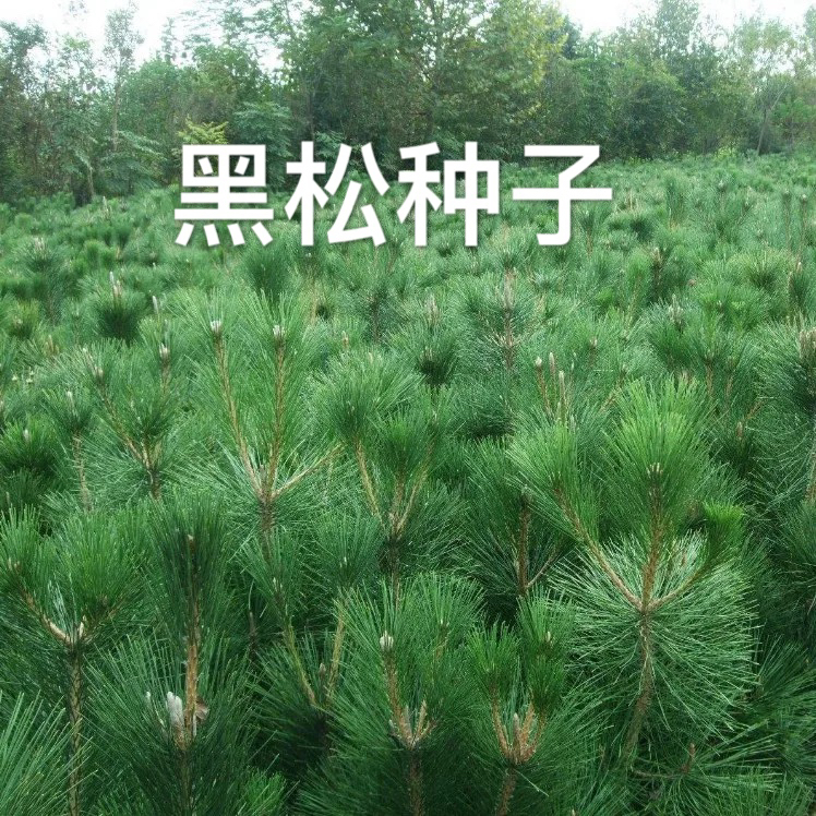 大阪松种子 那须短叶五针松种子 日本黑松马尾松美国红松种