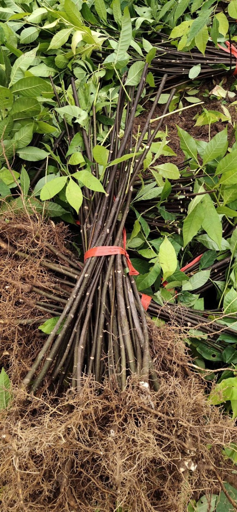 中花吴茱萸苗茶辣苗吴茱萸苗现挖现发高产高成活
