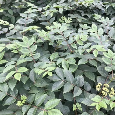 中花吴茱萸苗茶辣苗吴茱萸苗现挖现发高产高成活