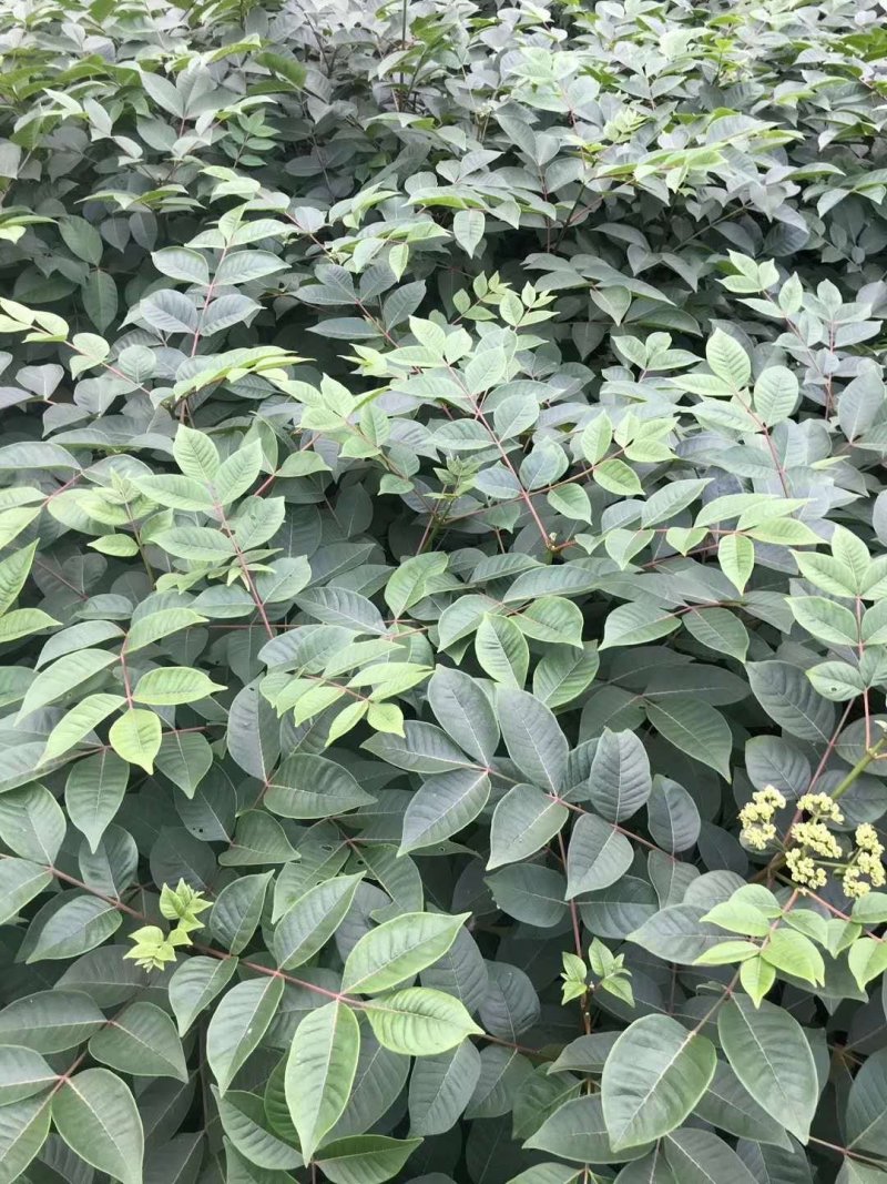 中花吴茱萸苗茶辣苗吴茱萸苗现挖现发高产高成活