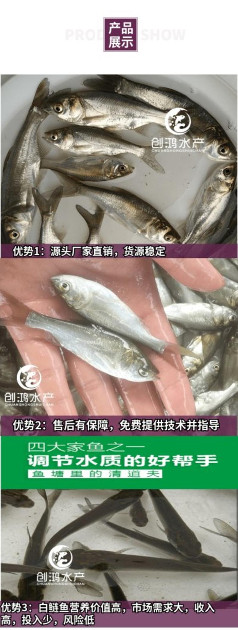 【基地直供】白鲢鱼苗鳊鱼苗四大家鱼出售各种淡水鱼苗
