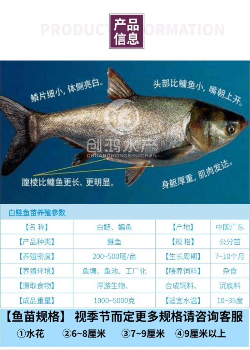 【基地直供】白鲢鱼苗鳊鱼苗四大家鱼出售各种淡水鱼苗