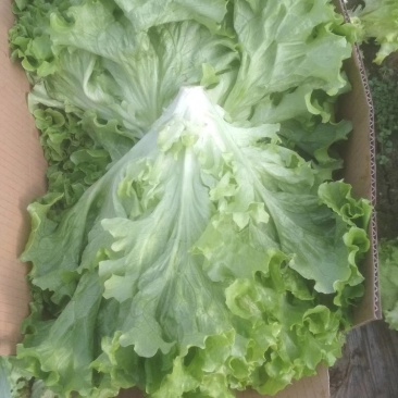 生菜