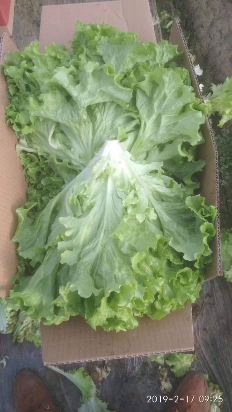 生菜