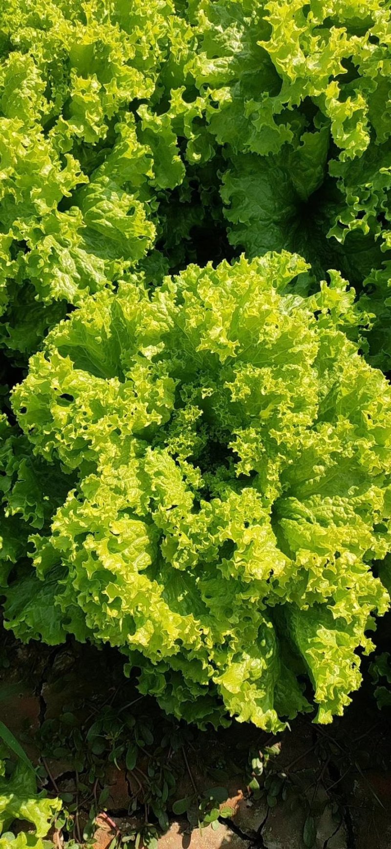 生菜