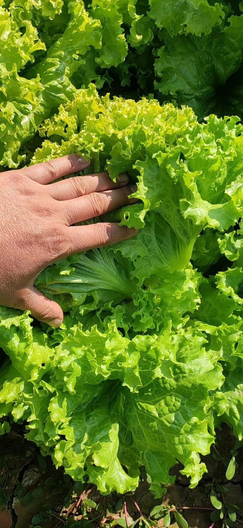 生菜