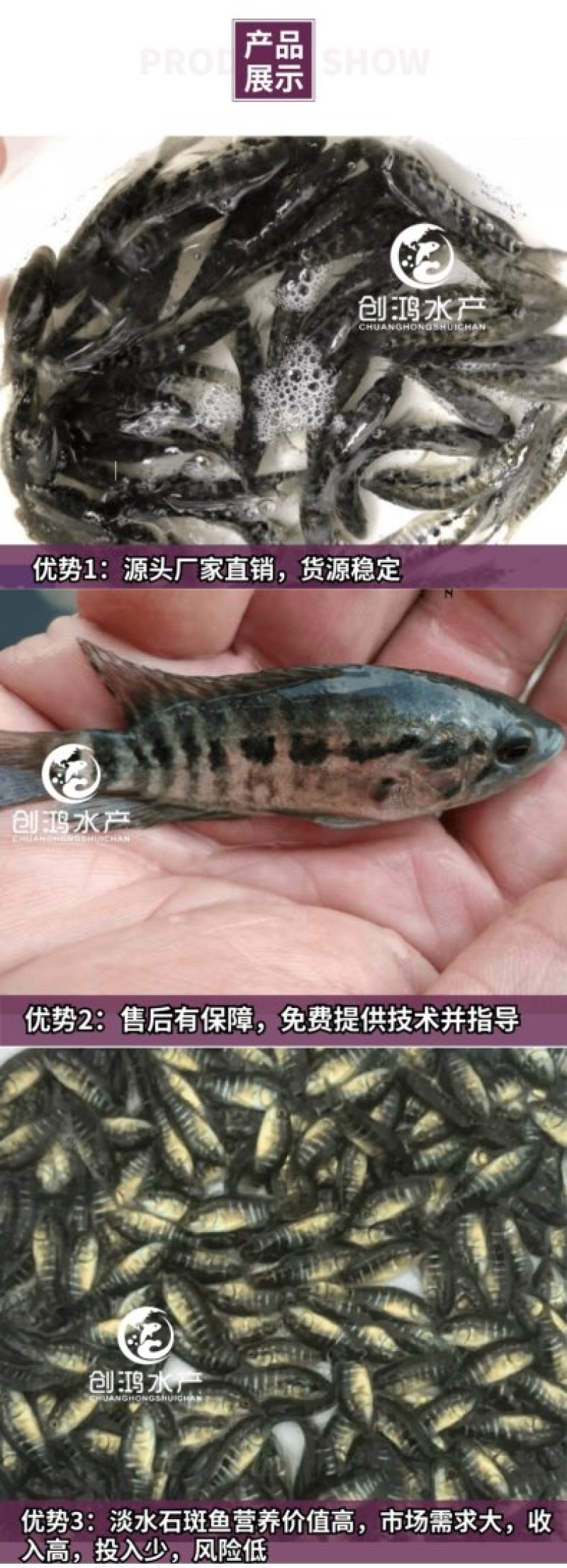 【优质精选】淡水石斑鱼苗老虎斑鱼苗东星斑鱼苗效益高