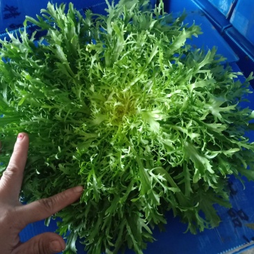 苦菊