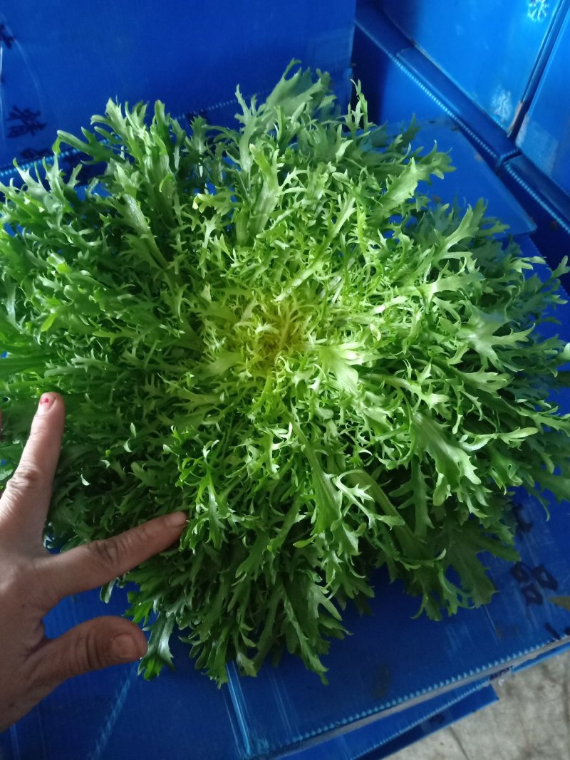 苦菊
