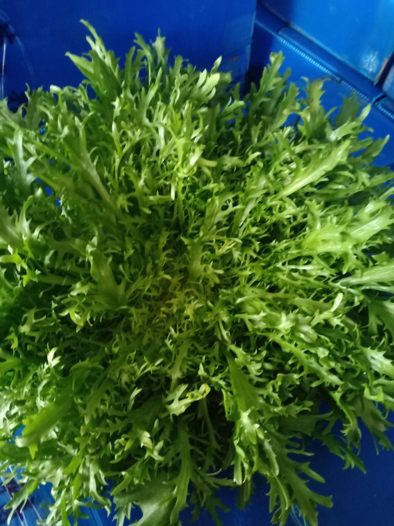 苦菊