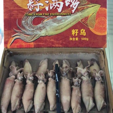 籽乌