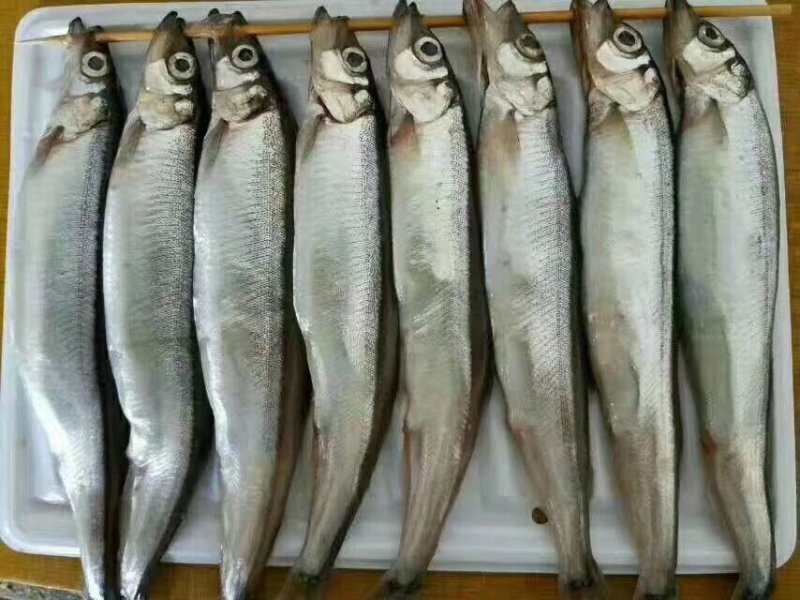 多春鱼