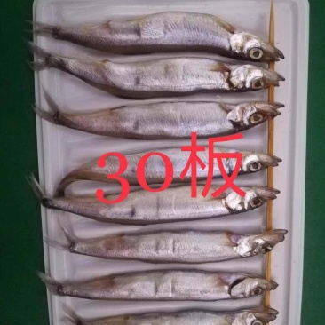 多春鱼