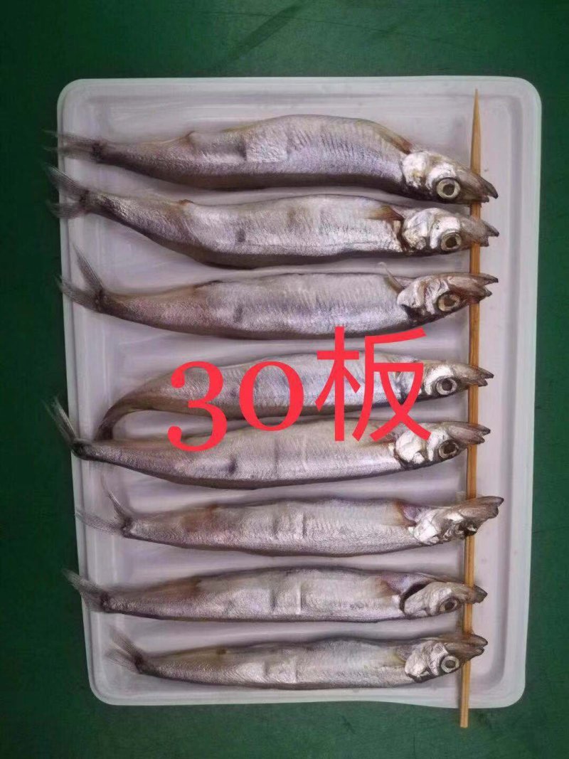 多春鱼