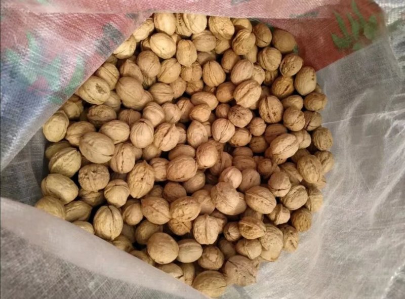 新鲜薄皮核桃坚果零食5斤/10斤大果批发