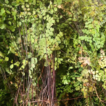 铁线草铁线蕨【包邮】三斤起发货可批量可零售量大从优