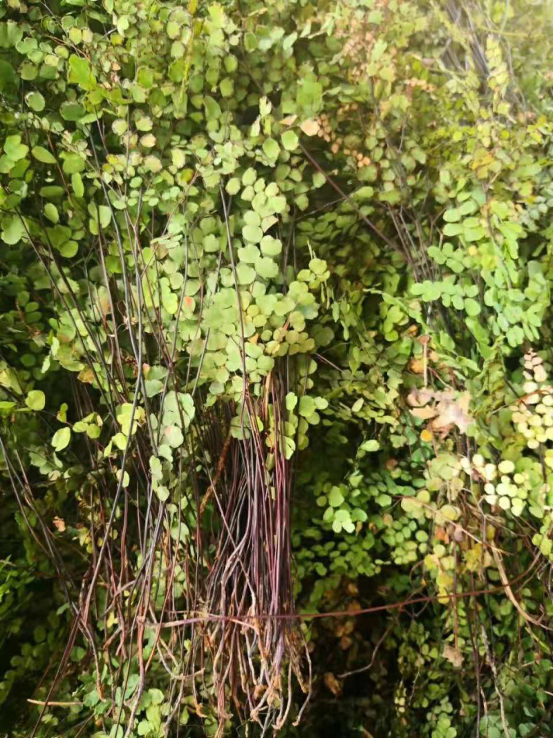 铁线草铁线蕨【包邮】三斤起发货可批量可零售量大从优