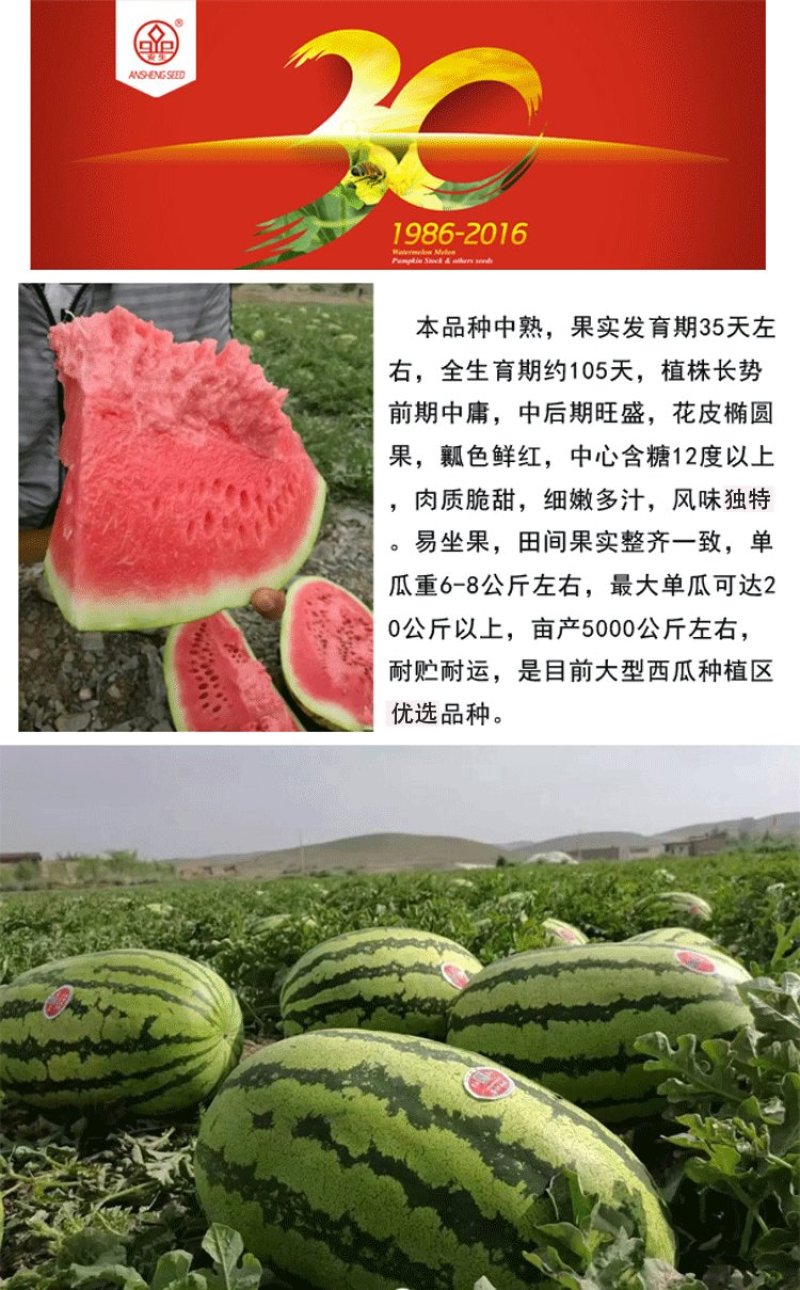 安生金彩5号西瓜种子正宗硒砂瓜种子瓤色鲜红口感甜脆皮薄