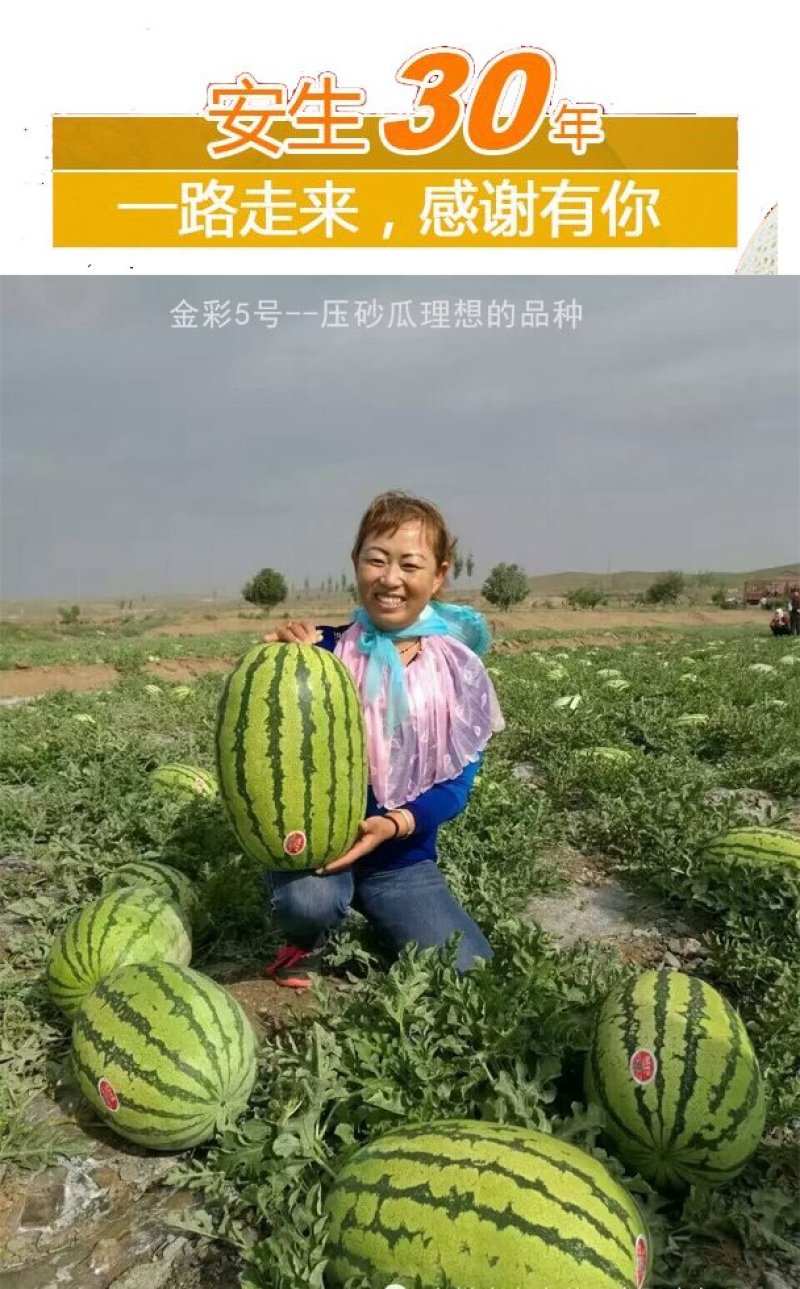 安生金彩5号西瓜种子正宗硒砂瓜种子瓤色鲜红口感甜脆皮薄