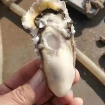 生蚝