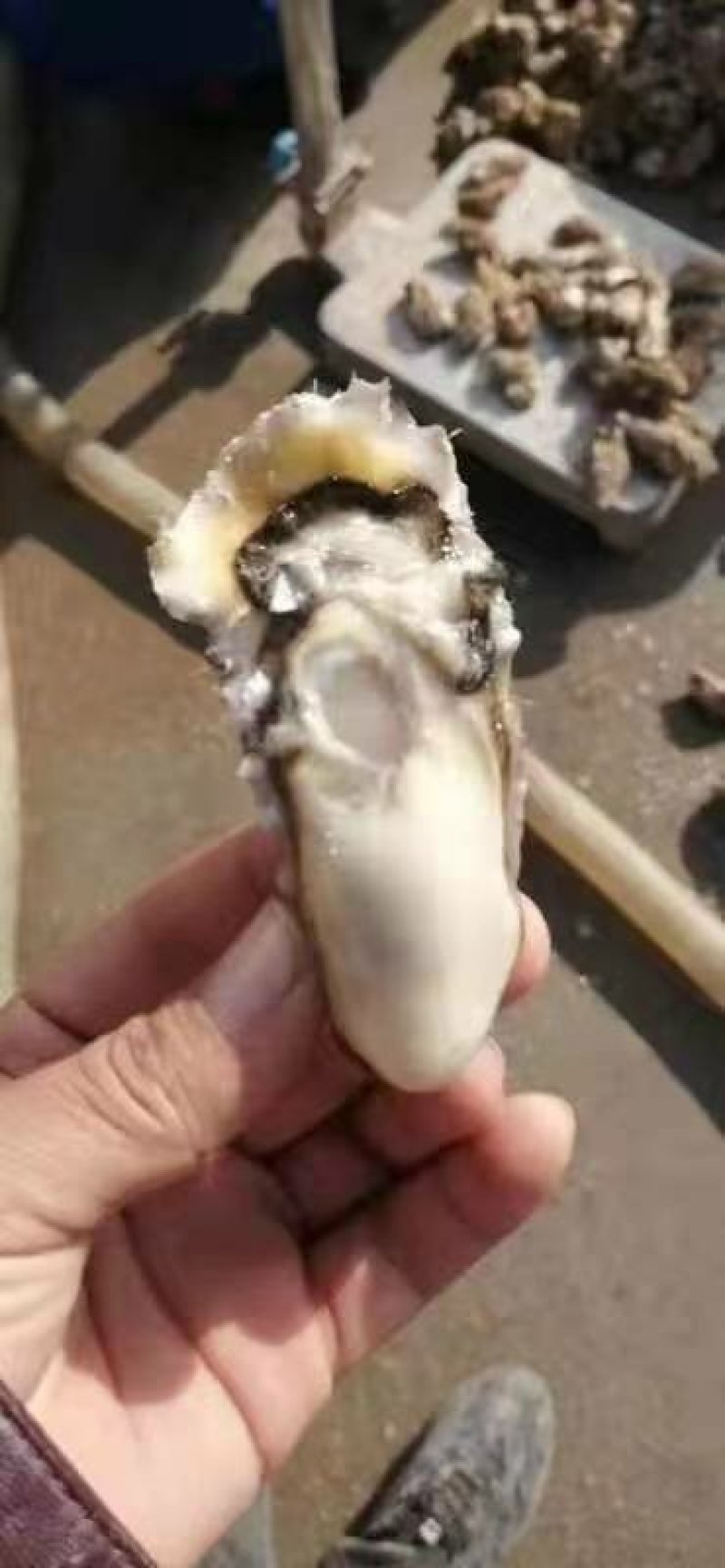 生蚝