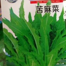 【优质】苦麻菜蔬菜种子纯度高芽率好