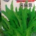 【优质】苦麻菜蔬菜种子纯度高芽率好