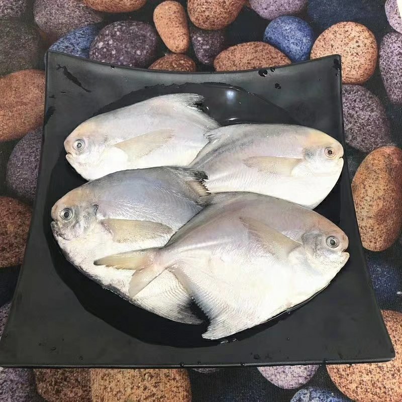 鲳鱼