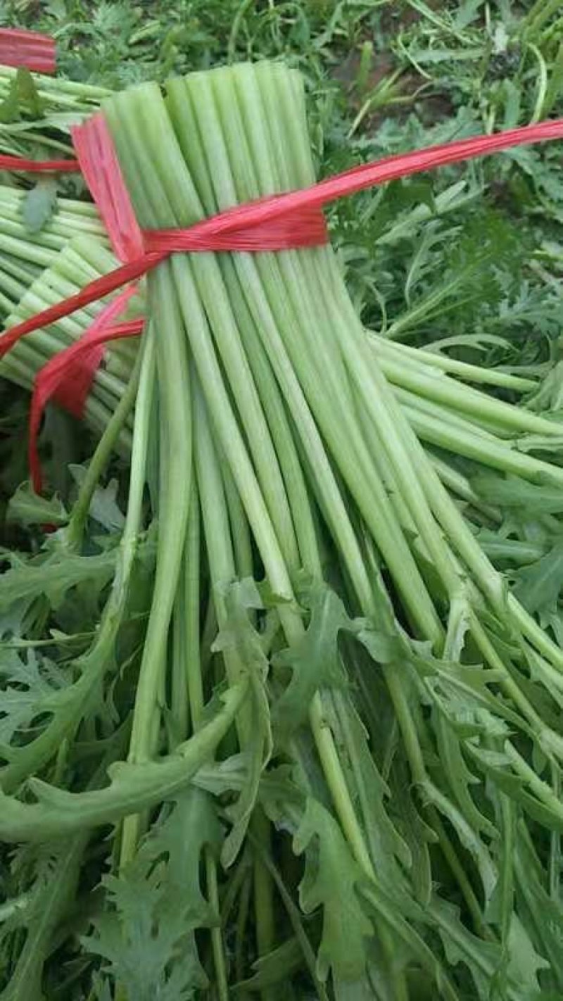 精品茼蒿菜，产地直供，现货大量供应