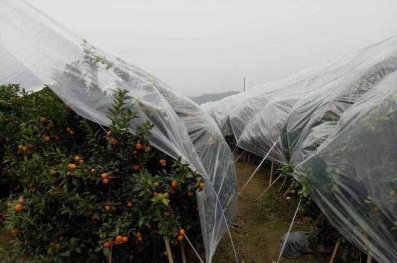 广西桂林自产砂糖橘，欢迎新老客户预定，实地考察选果