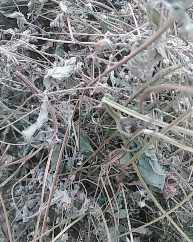 秦岭野生香菊又名牛膝菊珍珠草1斤批发包邮