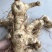野生新鲜鸡头黄精大块茎4-8年生长药效好