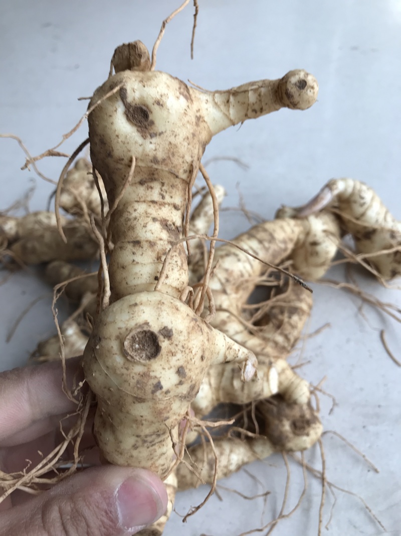 野生新鲜鸡头黄精大块茎4-8年生长药效好