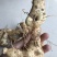 野生新鲜鸡头黄精大块茎4-8年生长药效好