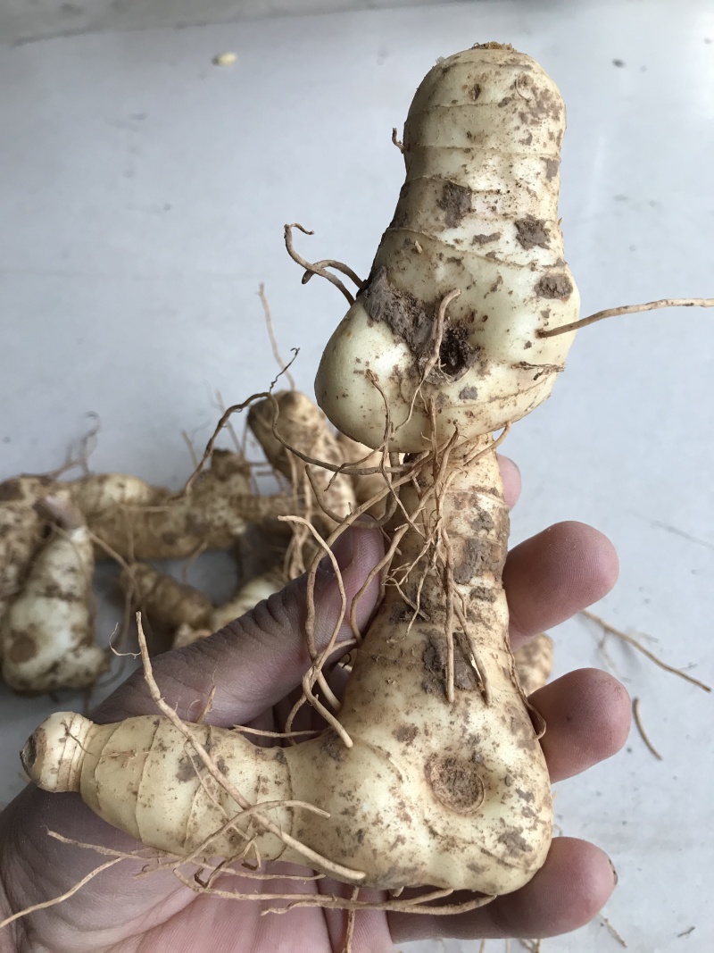 野生新鲜鸡头黄精大块茎4-8年生长药效好