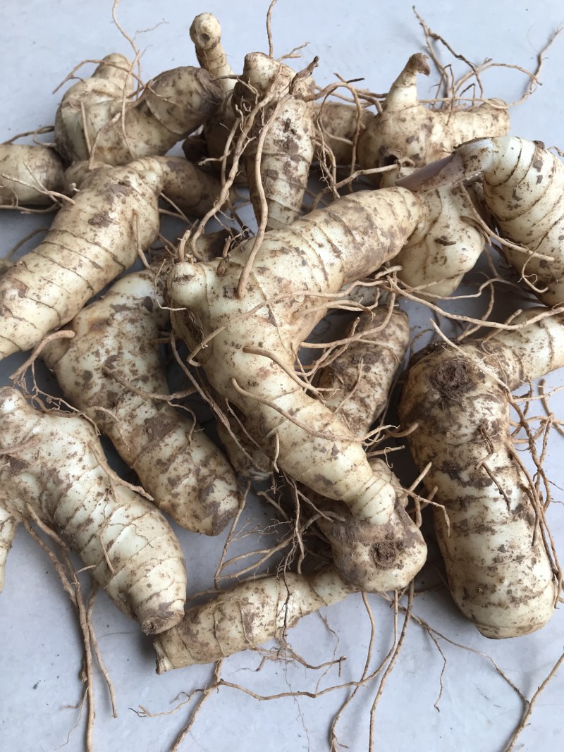 野生新鲜鸡头黄精大块茎4-8年生长药效好