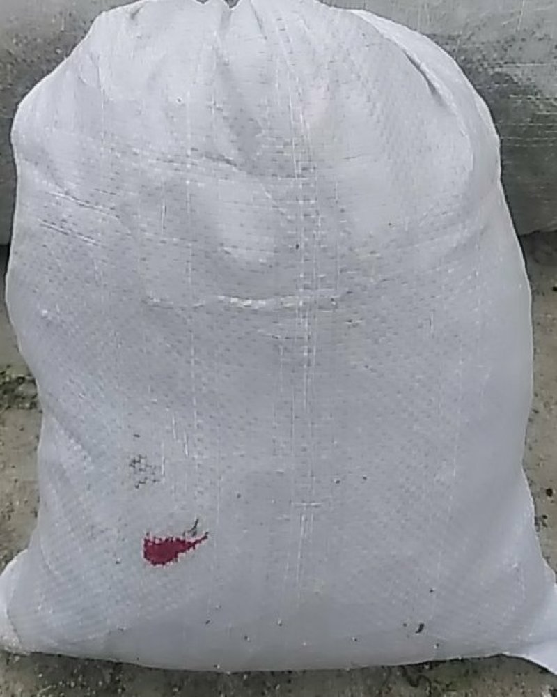 秦岭野生香菊又名牛膝菊珍珠草1斤批发包邮