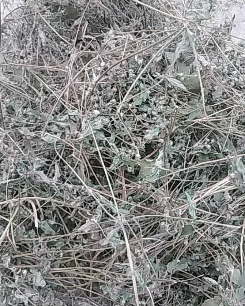 秦岭野生香菊又名牛膝菊珍珠草1斤批发包邮