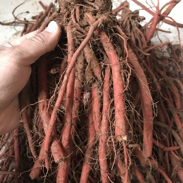 新鲜丹参成色好含量高泡茶泡酒滋补中药材