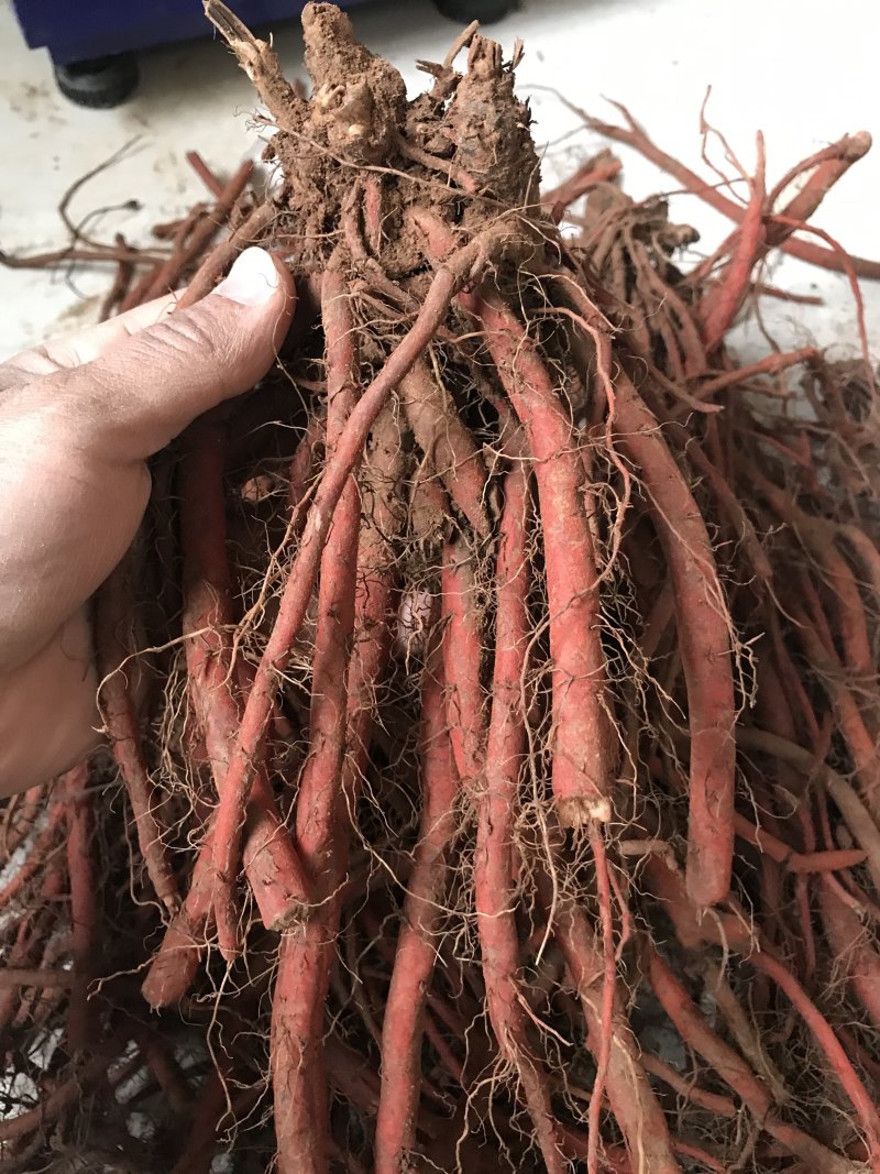 新鲜丹参成色好含量高泡茶泡酒滋补中药材